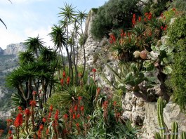 Jardin Exotique de Monaco (22)