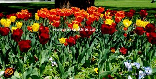 Tulip garden (10)