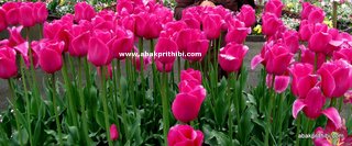 Tulip garden (4)