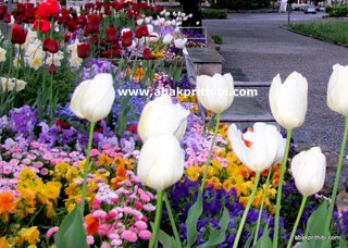 Tulip garden (7)