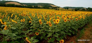 Sunflower field in South of France (14)