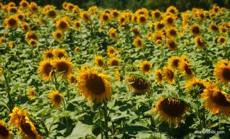 Sunflower field in South of France (5)