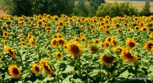 Sunflower field in South of France (6)